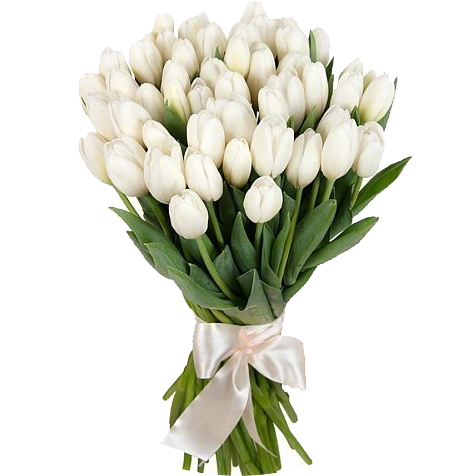 Белые тюльпаны