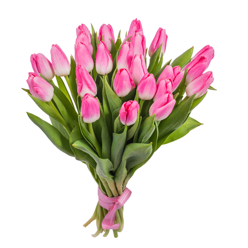 Розовые тюльпаны